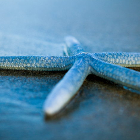 Blue starfish resting on wet sandy beach surface.
