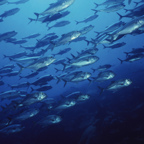 School of fish swimming underwater in deep blue ocean.