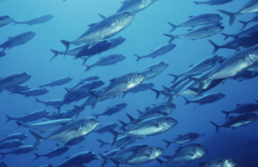 School of fish swimming underwater in deep blue ocean.