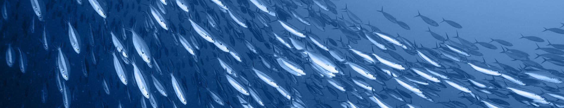School of fish swimming together in deep blue ocean waters.